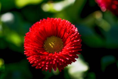 Doğa güzel aster çiçeklenir