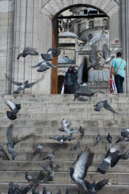 Yalnız kuş doğal ortamda yaşar.