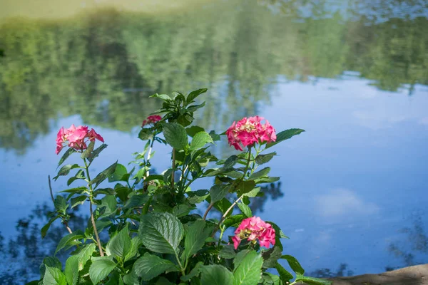 Mooie bloemen in de natuur — Stockfoto