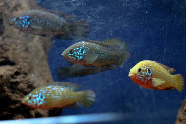 Bellissimi pesci in acquario — Foto Stock