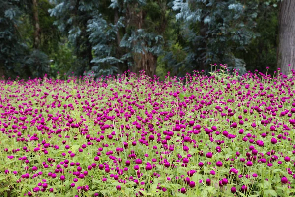 Krásná barevná květinová zahrada s různými květy — Stock fotografie