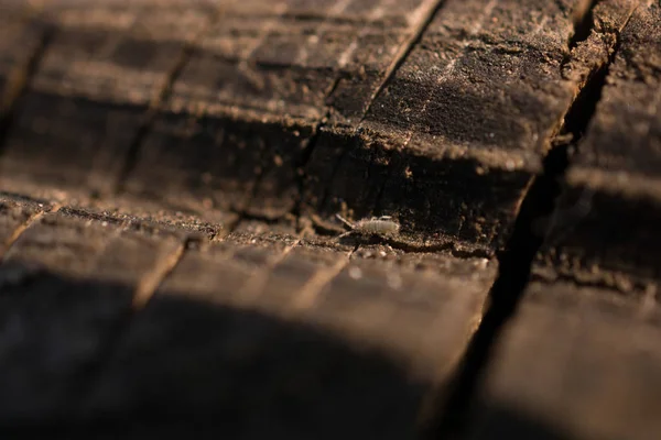 Texture of tree stump — Stock Photo, Image