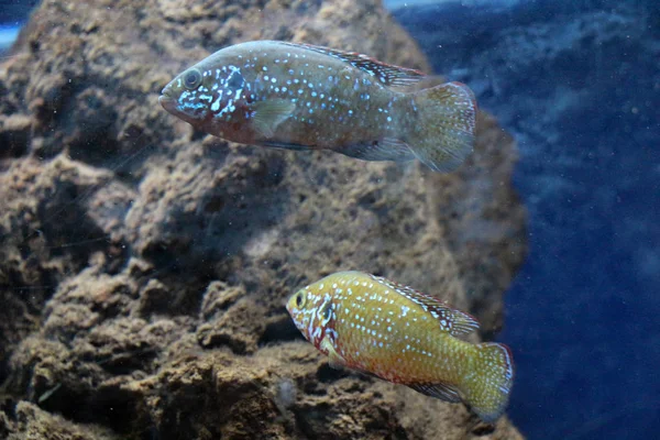 Beautiful fish in the aquarium — Stock Photo, Image