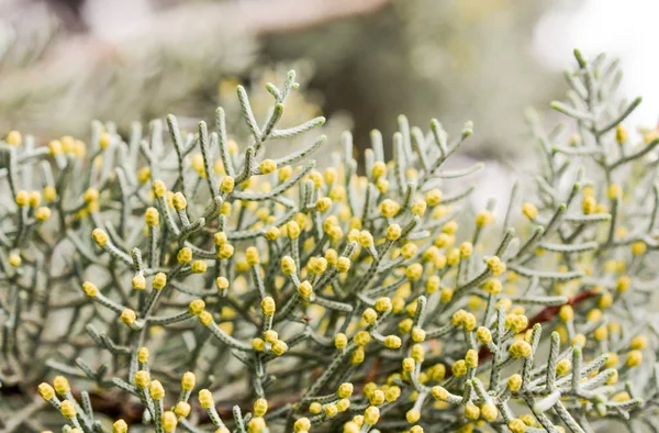 Foglie verdi della primavera — Foto Stock