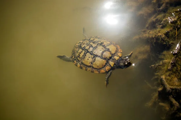 Tortuga solitaria nadando en un lago — Foto de Stock