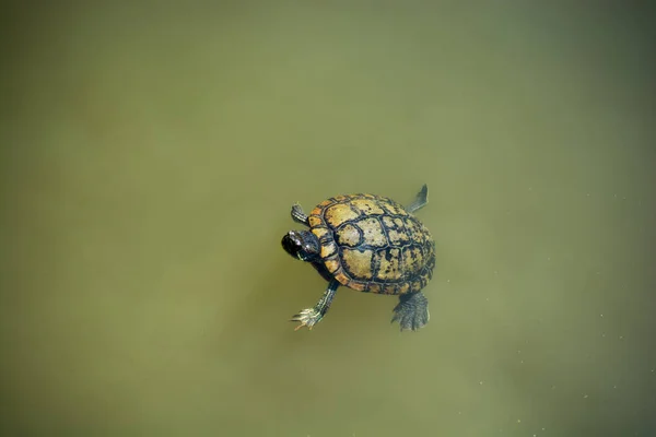 Einsame Schildkröte schwimmt in einem See — Stockfoto