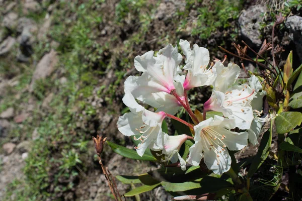 De belles fleurs dans la nature — Photo