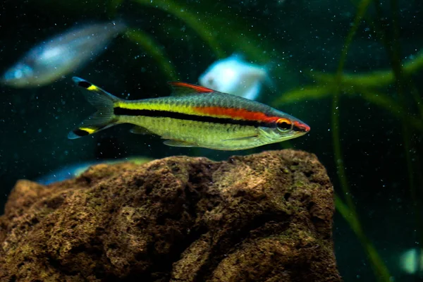 Schöne Fische im Aquarium — Stockfoto