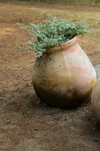 Lindas flores na natureza — Fotografia de Stock