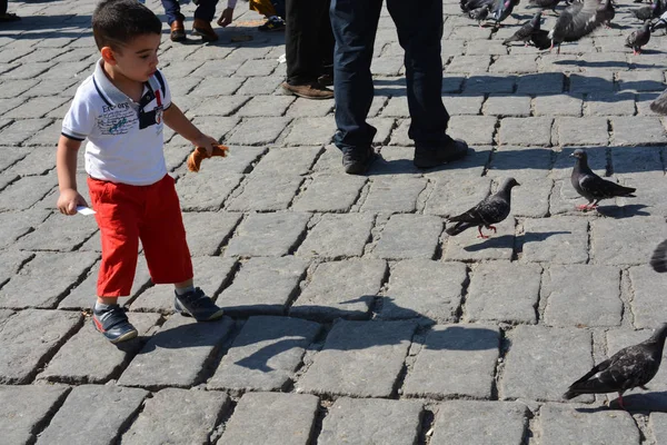 Yalnız kuş doğal ortamda yaşar.