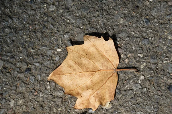 Una hoja seca separada — Foto de Stock