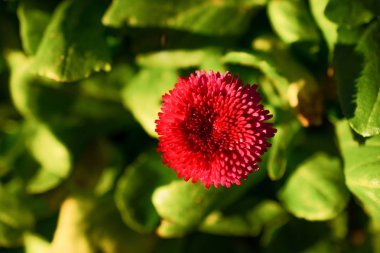 Doğa güzel aster çiçeklenir