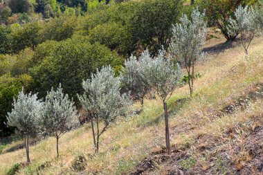 Genç bitkiler doğa arka plan ağaç