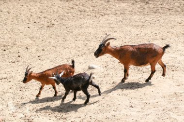 Toprak üzerinde yürüyen genç keçi 