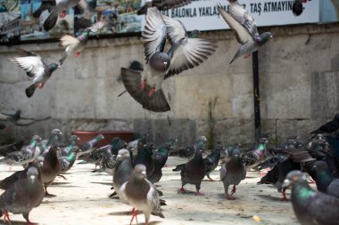 Yalnız kuş doğal ortamda yaşar.