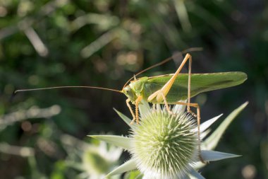 Açık havada çekirge 