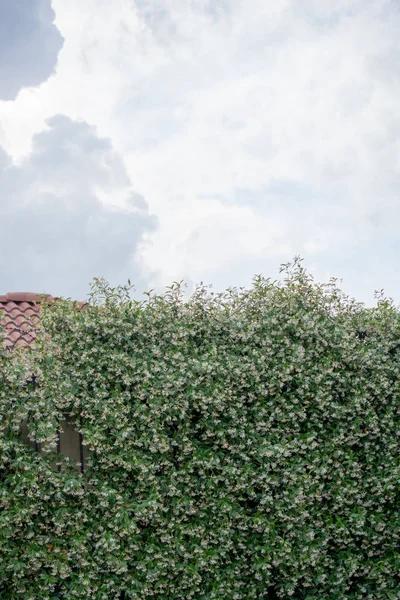 Hojas verdes de la primavera — Foto de Stock