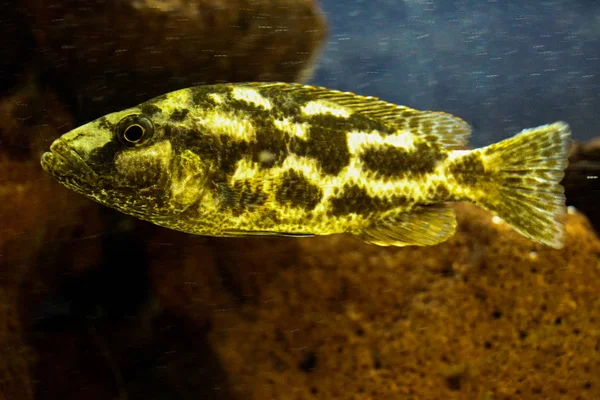 수족관에 있는 아름다운 물고기 — 스톡 사진