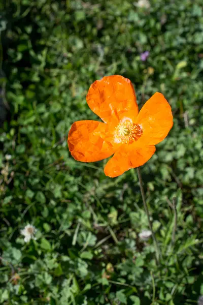 Belles fleurs de pavot oriental dans la nature — Photo