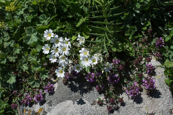 Krásné květiny v přírodě — Stock fotografie