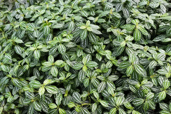 Зелене листя весни — стокове фото