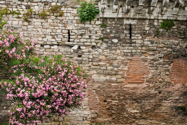 Lindas flores na natureza — Fotografia de Stock