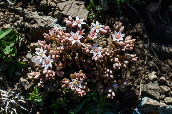 Bellissimi fiori in natura — Foto Stock