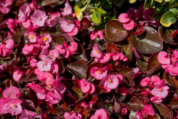 Hermosas flores en la naturaleza —  Fotos de Stock