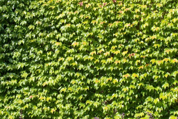 Grüne Blätter des Frühlings — Stockfoto