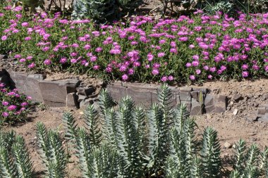 Çeşitli çiçeklerle dolu güzel renkli bir çiçek bahçesi