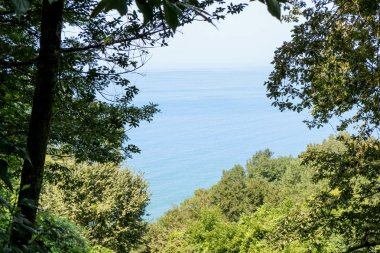 Genç bitkiler doğa arka plan ağaç