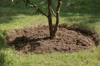 Bir ağaç gövdesini kapatın.