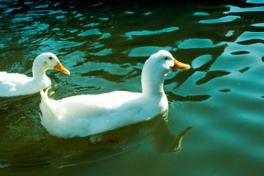 Yalnız kuş doğal ortamda yaşar.