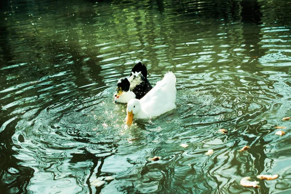 Einsamer Vogel lebt in der Natur — Stockfoto