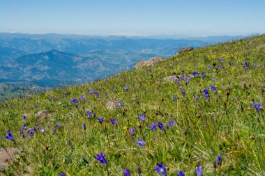 Yeşil mera dağlarda yaz sezonu boyunca