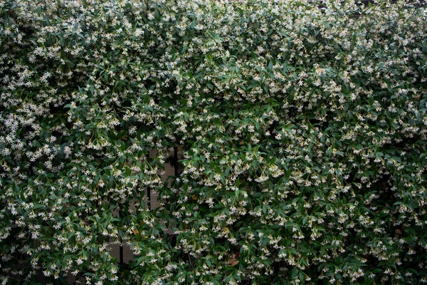 Zielone liście sprężyny — Zdjęcie stockowe