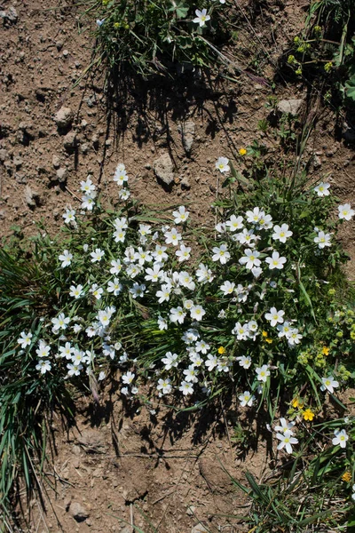 Vackra blommor i naturen — Stockfoto