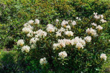 doğanın güzel çiçekler