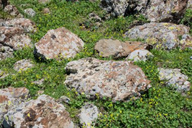 Vahşi Vahşi doğada çiçek açan çiçekler 