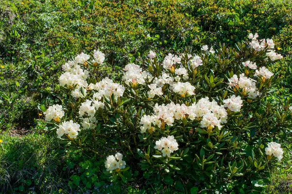 doğanın güzel çiçekler