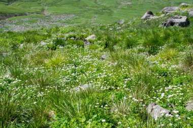 Yeşil mera dağlarda yaz sezonu boyunca
