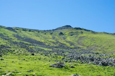 Vahşi Vahşi doğada çiçek açan çiçekler 