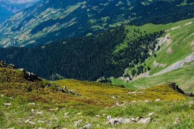 Yeşil mera dağlarda yaz sezonu boyunca