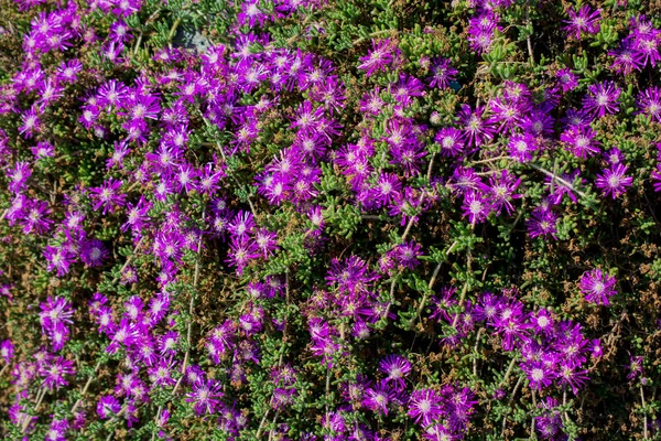 Schöne Blumen in der Natur — Stockfoto