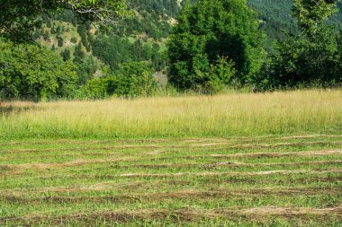Arkaplan olarak yeşil çimen