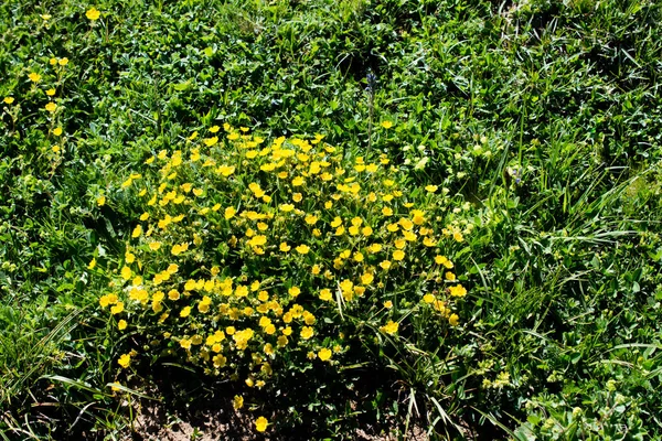 Lindas flores na natureza — Fotografia de Stock