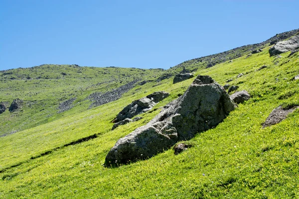 Grön betesmark i bergen under sommarsäsongen — Stockfoto