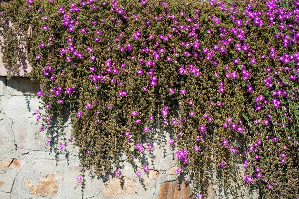 Schöne Blumen in der Natur — Stockfoto