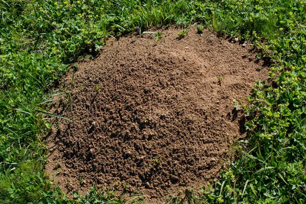 Île du sol au milieu de l'herbe verte — Photo