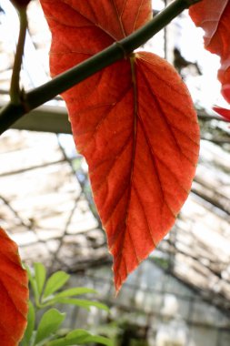  Bahar yeşil yaprakları